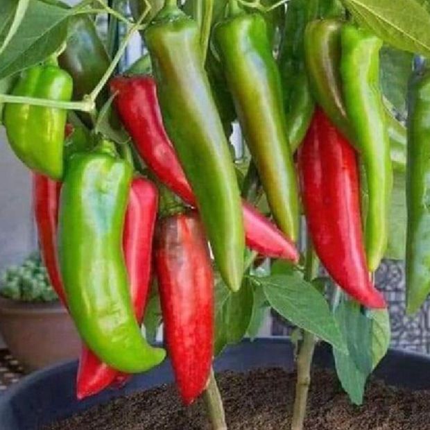 Hạt giống ớt sừng ngọt (gói 10 hạt)tặng kèm phân bón