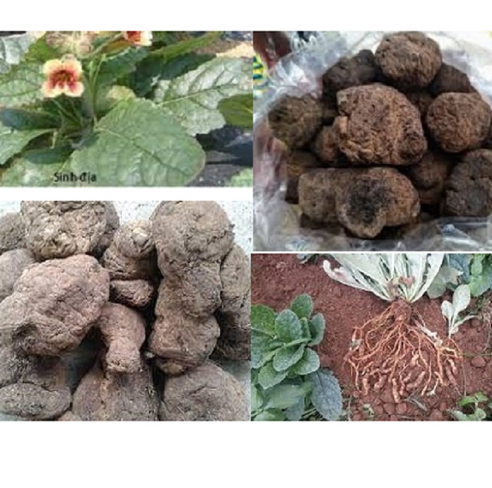 200g Củ Sinh Địa Hoàng