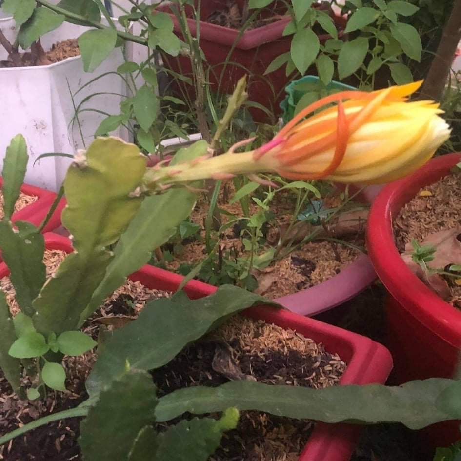 Cây giống NHẬT QUỲNH
