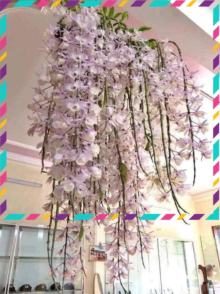 Hoa Lan đột biến hạc vỹ(1 bó hình cuối)