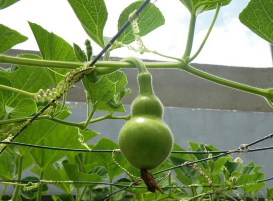 Hạt Giống Bầu Hồ Lô Quả To - 10 Hạt