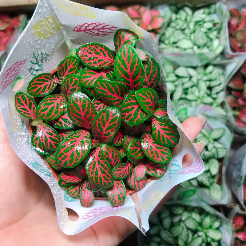 Cây cẩm nhung , cỏ may mắn màu đỏ