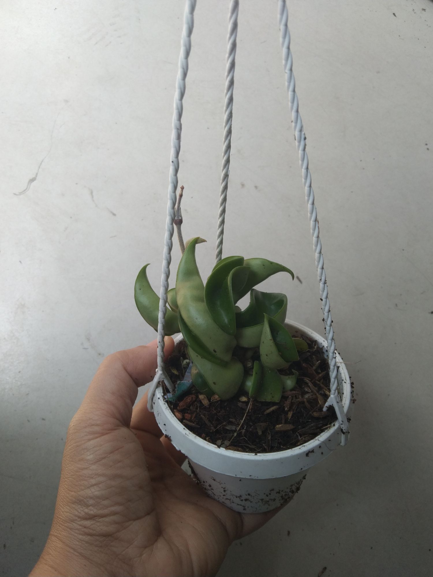Cẩm cù xoắn cây giống