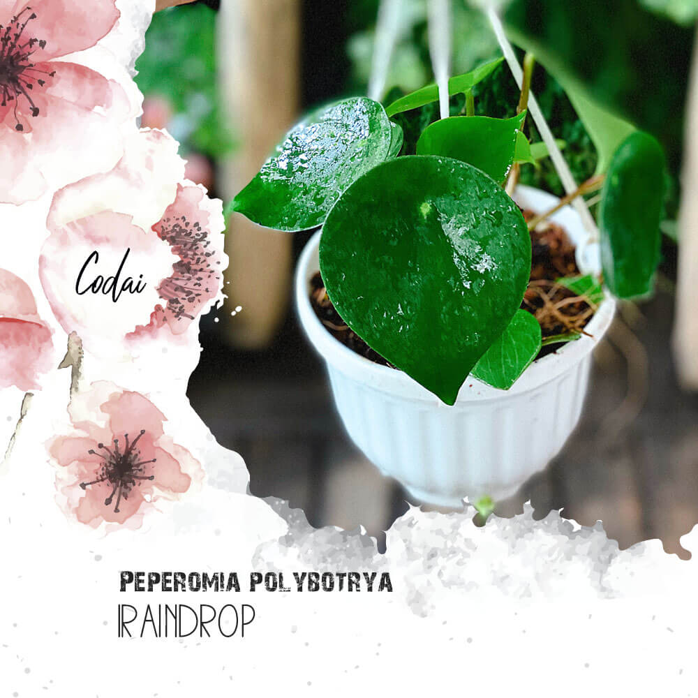 Cây Peperomia polybotrya Raindrop (Cây Giọt Mưa) chậu treo bí ngô