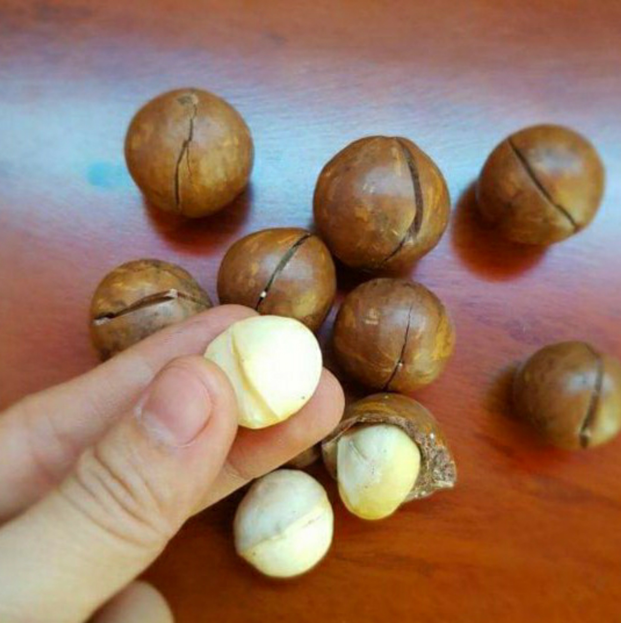 1kg hạt macca Lâm Đồng  sấy chín [zise nhỏ]