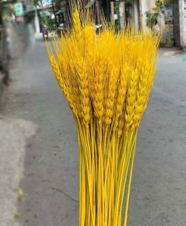 BÔNG LÚA MẠCH VÀNG PHƠI KHÔ