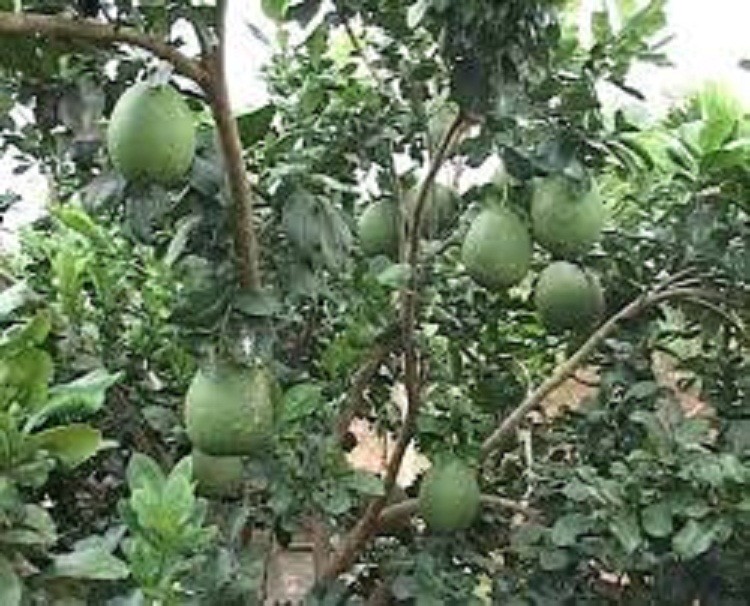 CÂY GIỐNG BƯỞI DA XANH