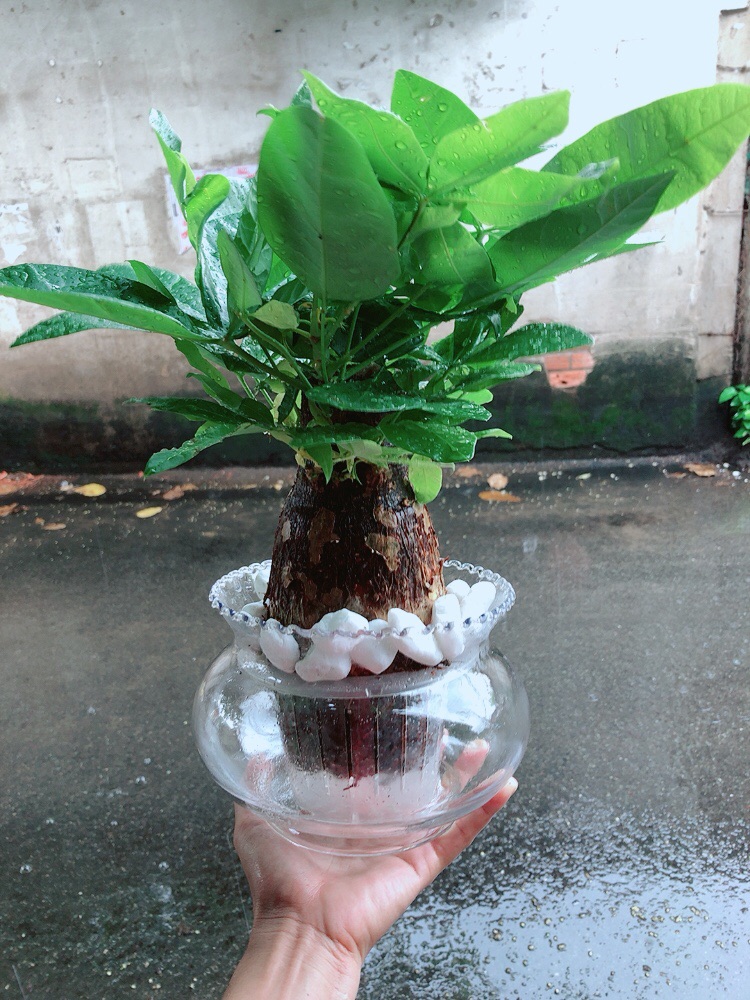 Chậu Kim Ngân Thuỷ Sinh