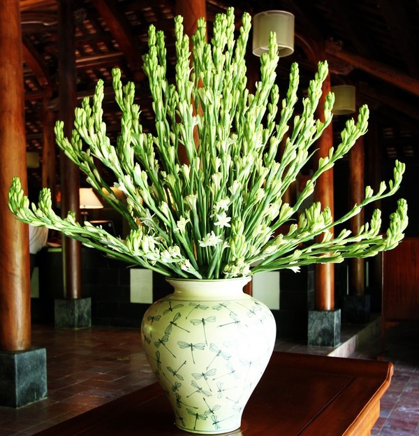 CỦ GIỐNG HOA HUỆ TA TRẮNG THƠM (HOA DẠ LAI HƯƠNG)