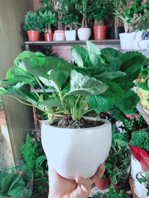 Chậu Cây Dâu Tây