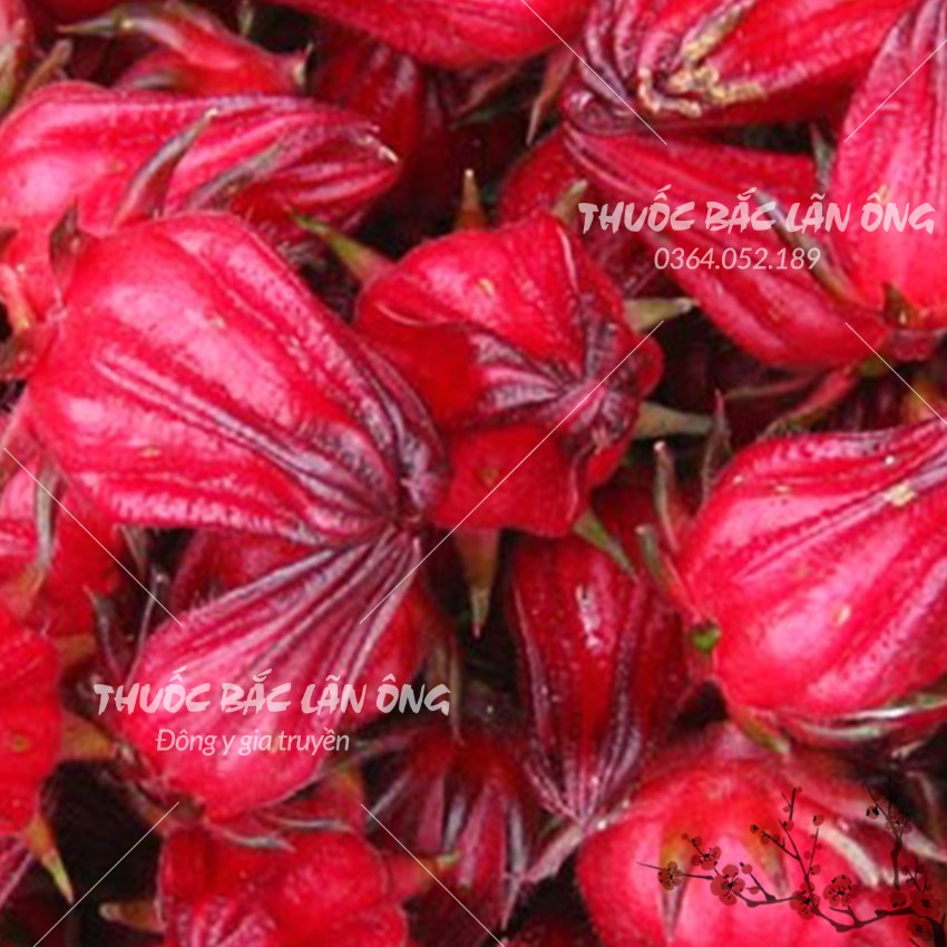 Hoa atiso đỏ nguyên bông 100g, hoa bụp giấm, hibicus, pha trà, nấu siro, thanh nhiệt, giải khát