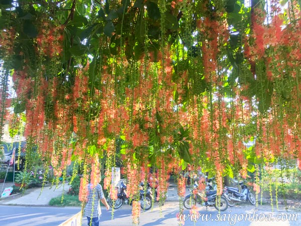 Hạt giống cây lộc vừng hoa đỏ - Gói 5 hạt