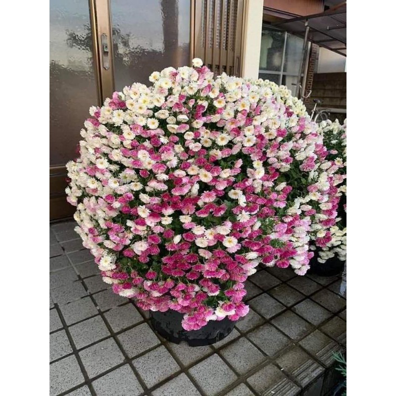 Cúc mâm xôi nhật đổi màu -