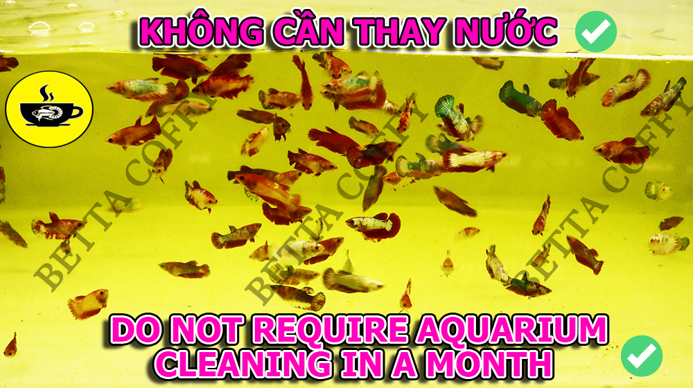 Dụng cụ vệ sinh hồ cá - CHÀ HÍT NAM CHÂM