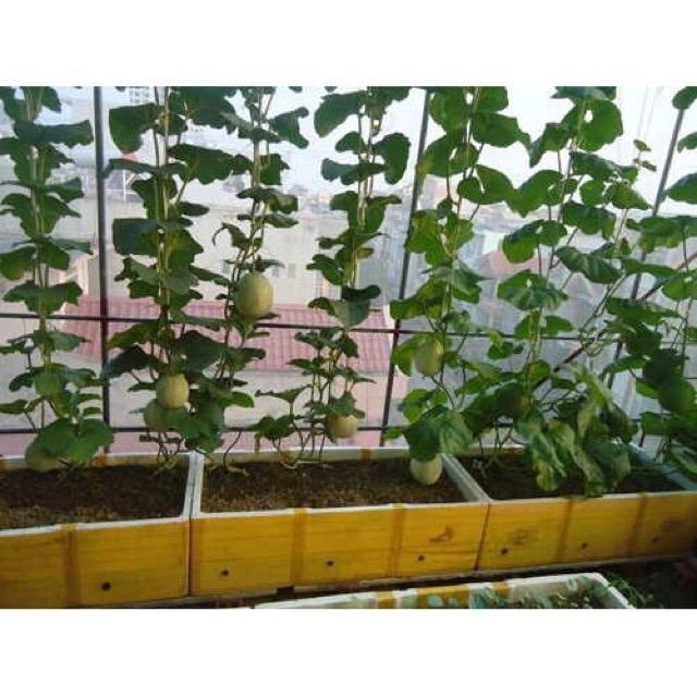 11B [GIÁ GỐC] Hạt Giống Dưa Lưới Xanh - 10 hạt