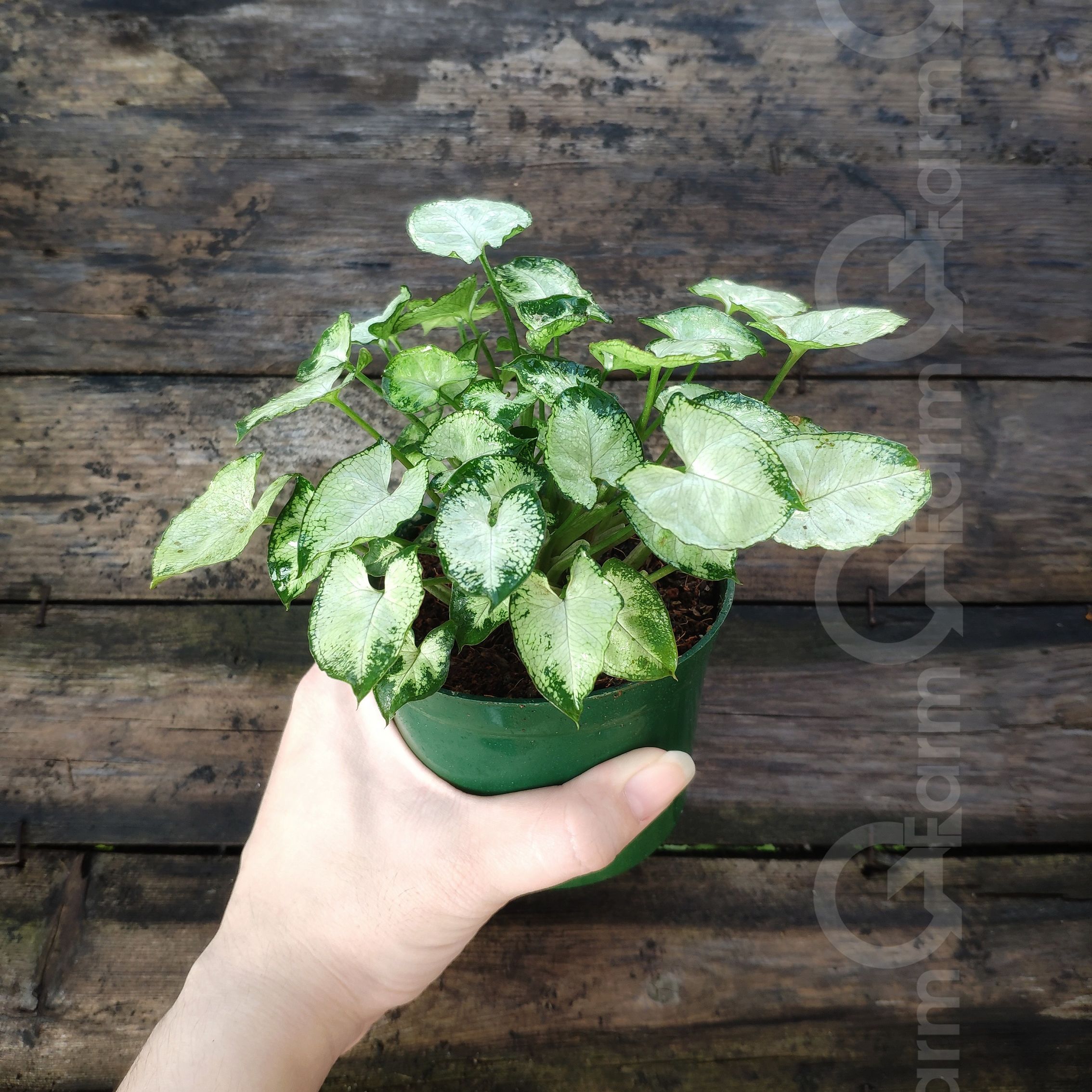 Cây môn lá tim mini (Syngonium mini pixie)