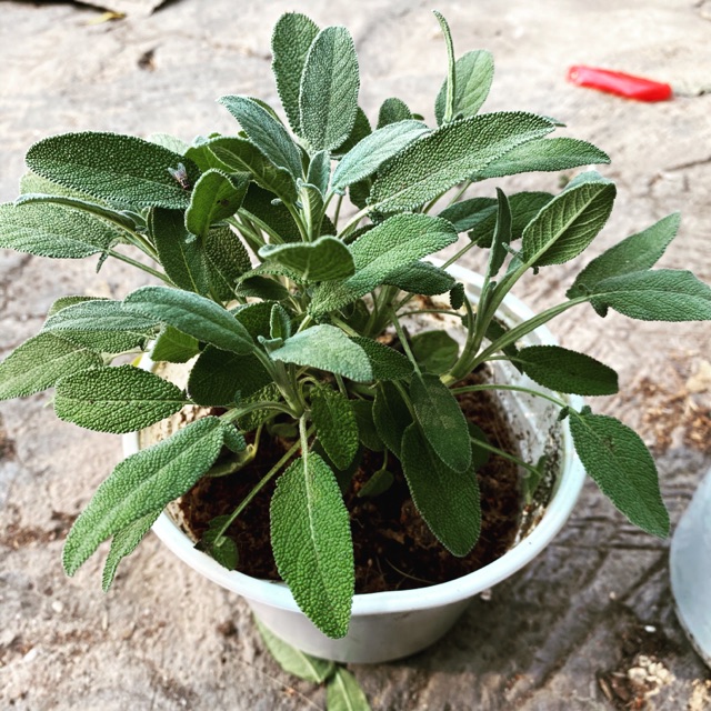 Gói 20  hạt giống Xô Thơm Sage