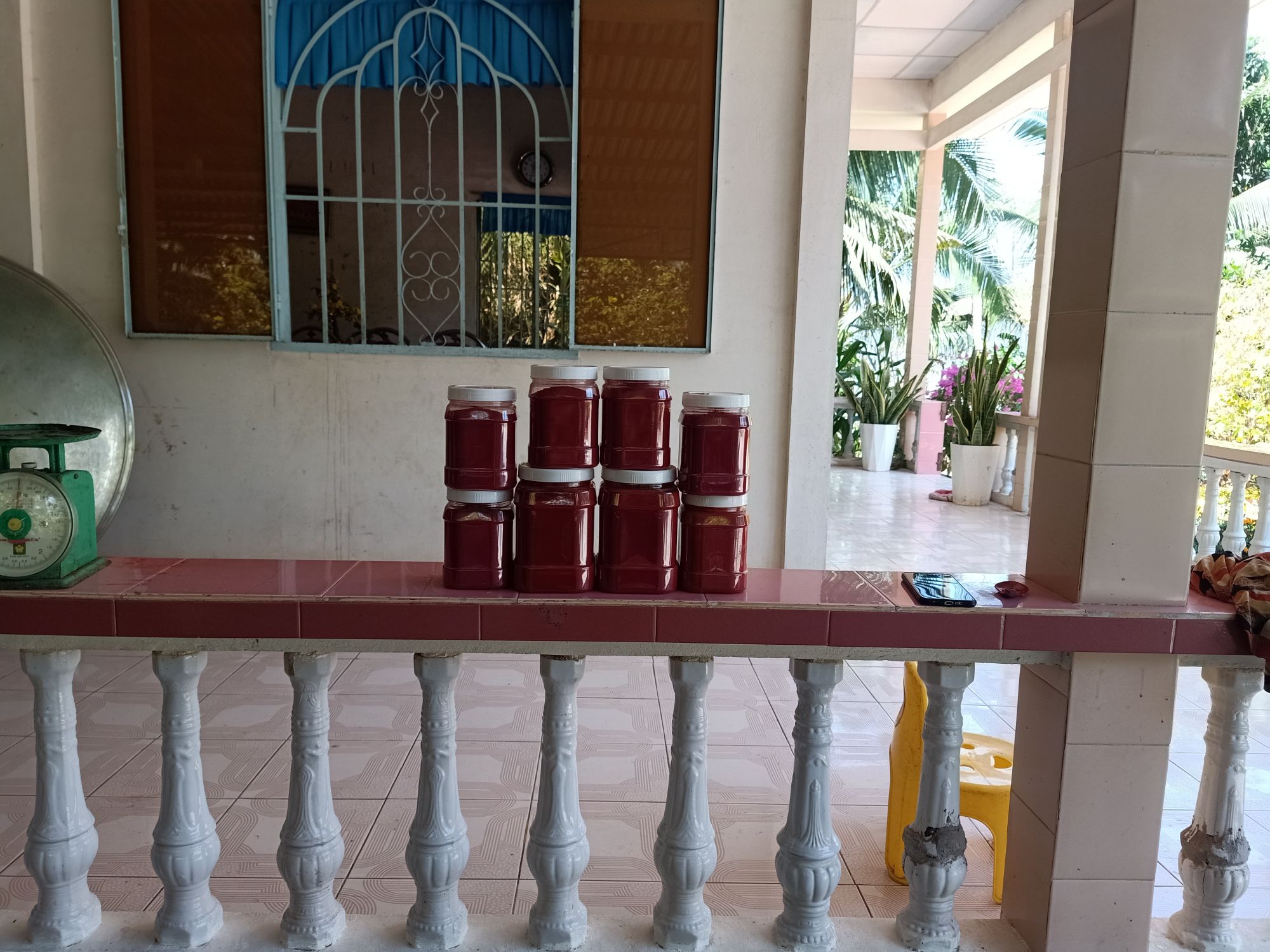 NGHỆ ĐỎ VÔ GÀ, KEO 0.5KG