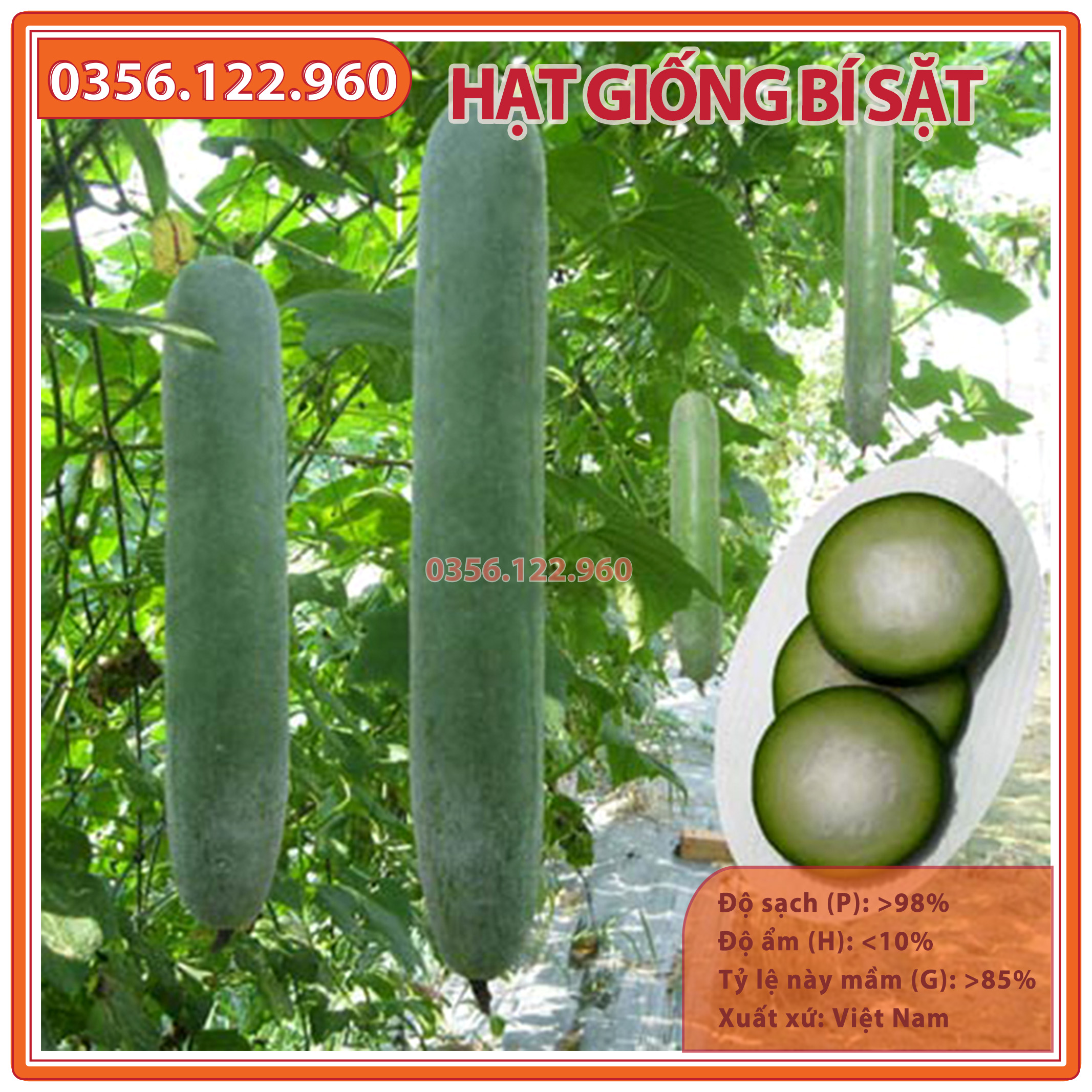 Hạt giống bí đao xanh, bí sặt F1 - gói 20 hạt