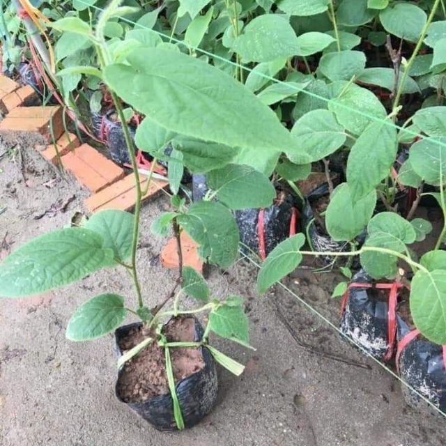CÂY KIWI (XANH, ĐỎ, VÀNG), cây hót nhất năm