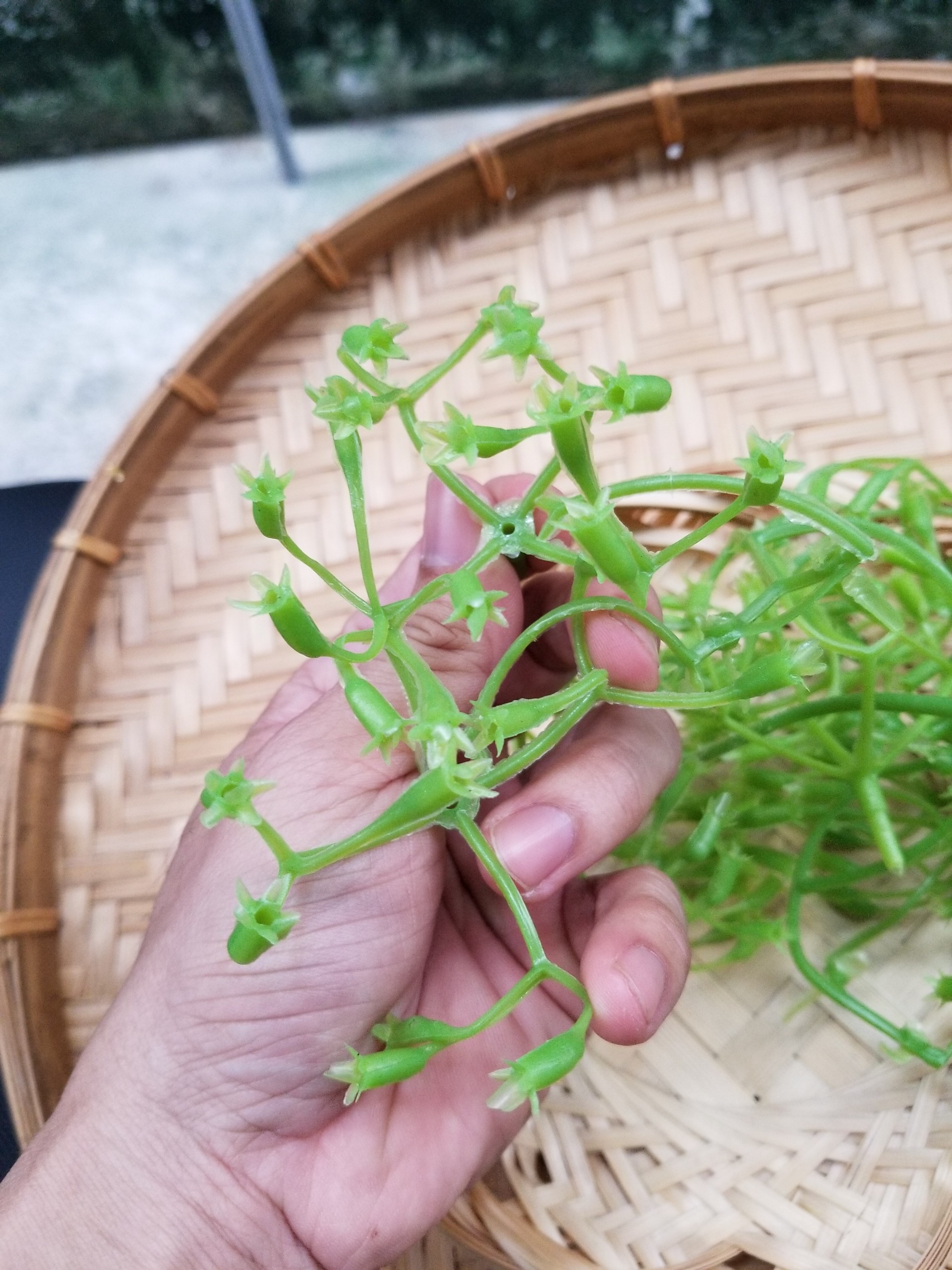 1 lạng cành chia tú cầu (cành chia + nhị trắng)