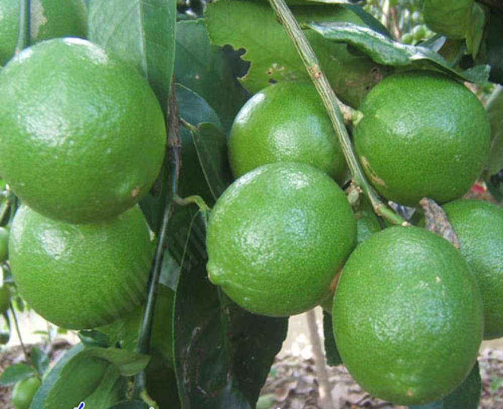 Cây giống CHANH TỨ QUÝ quả chùm