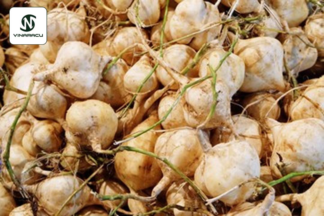 Hạt Giống Củ Đậu 100gam