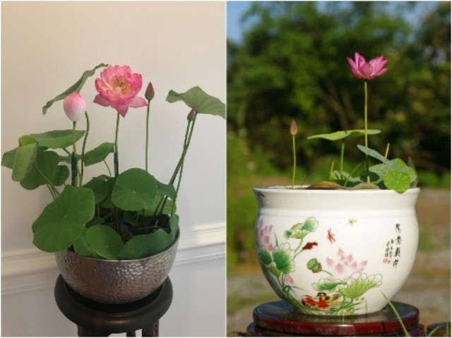 Hạt Giống Sen Bát Loại Dễ Trồng. Túi 5 Hạt