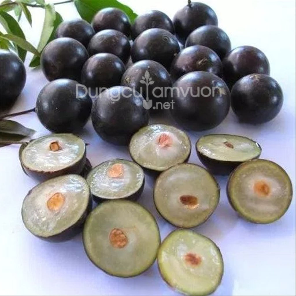 cây giống nho thân gỗ