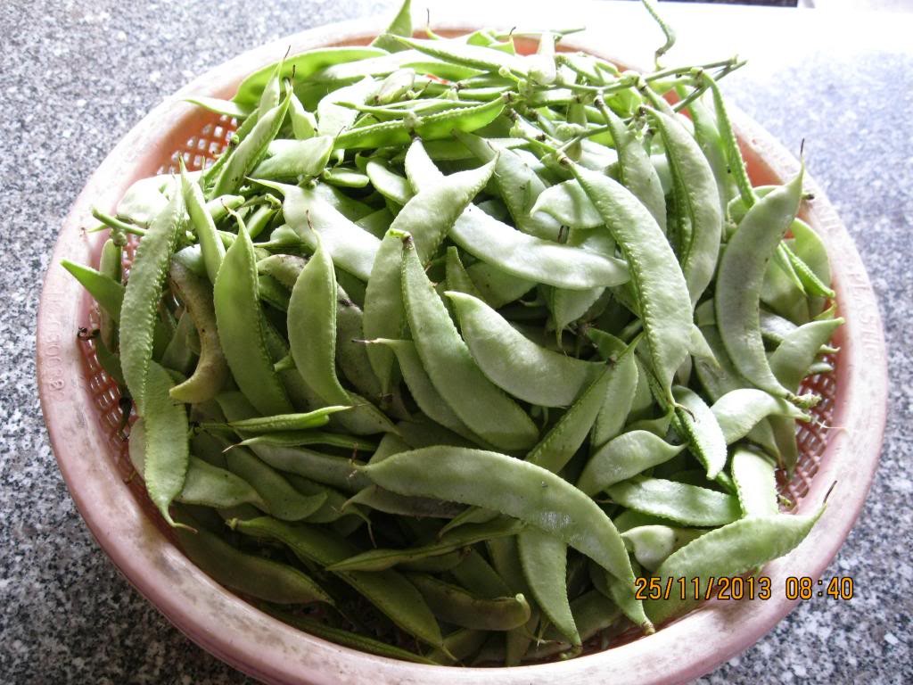 "Gói 5Gr Hạt " Hạt Giống Đậu Ván Xanh
