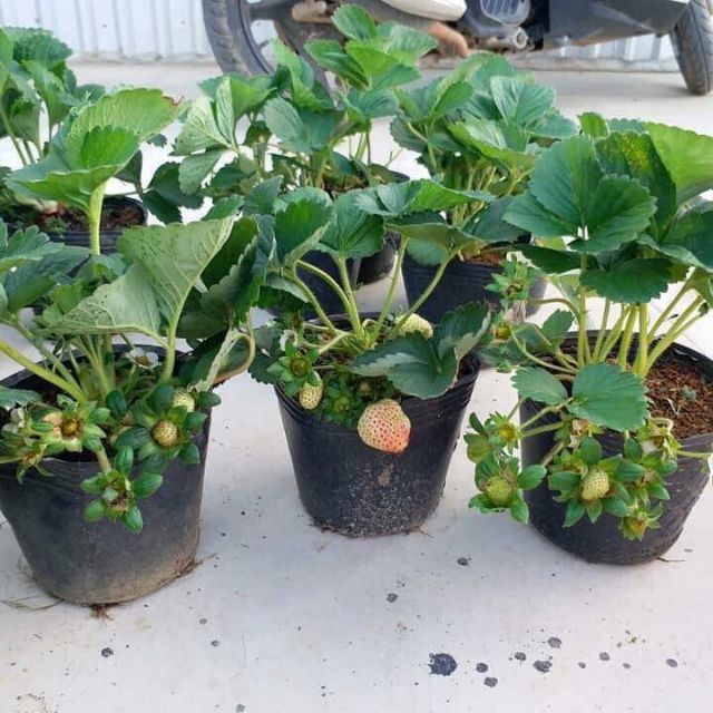 (KM TẾT) Combo 2 câu dâu tây đang quả choi tết