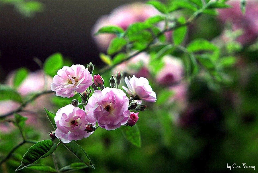 Mini Fragrant Rose Seeds (Spring Rose, 20 Seeds/Seed Germination Stimulation Package Included)