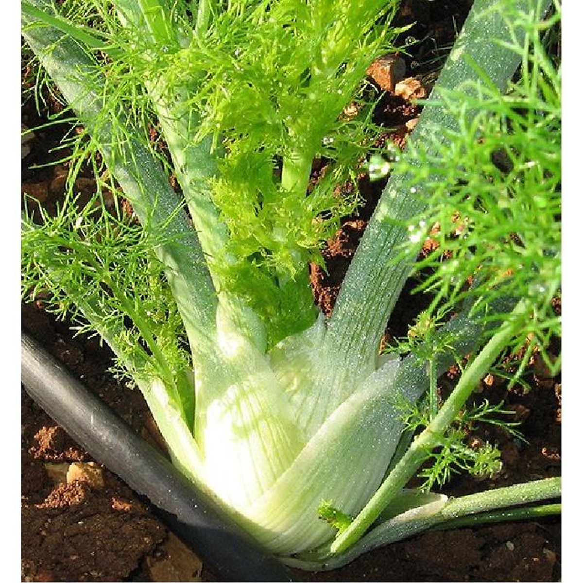 Hạt Giống Củ Thì Là Fennel - Củ Hồi (50 Hạt)