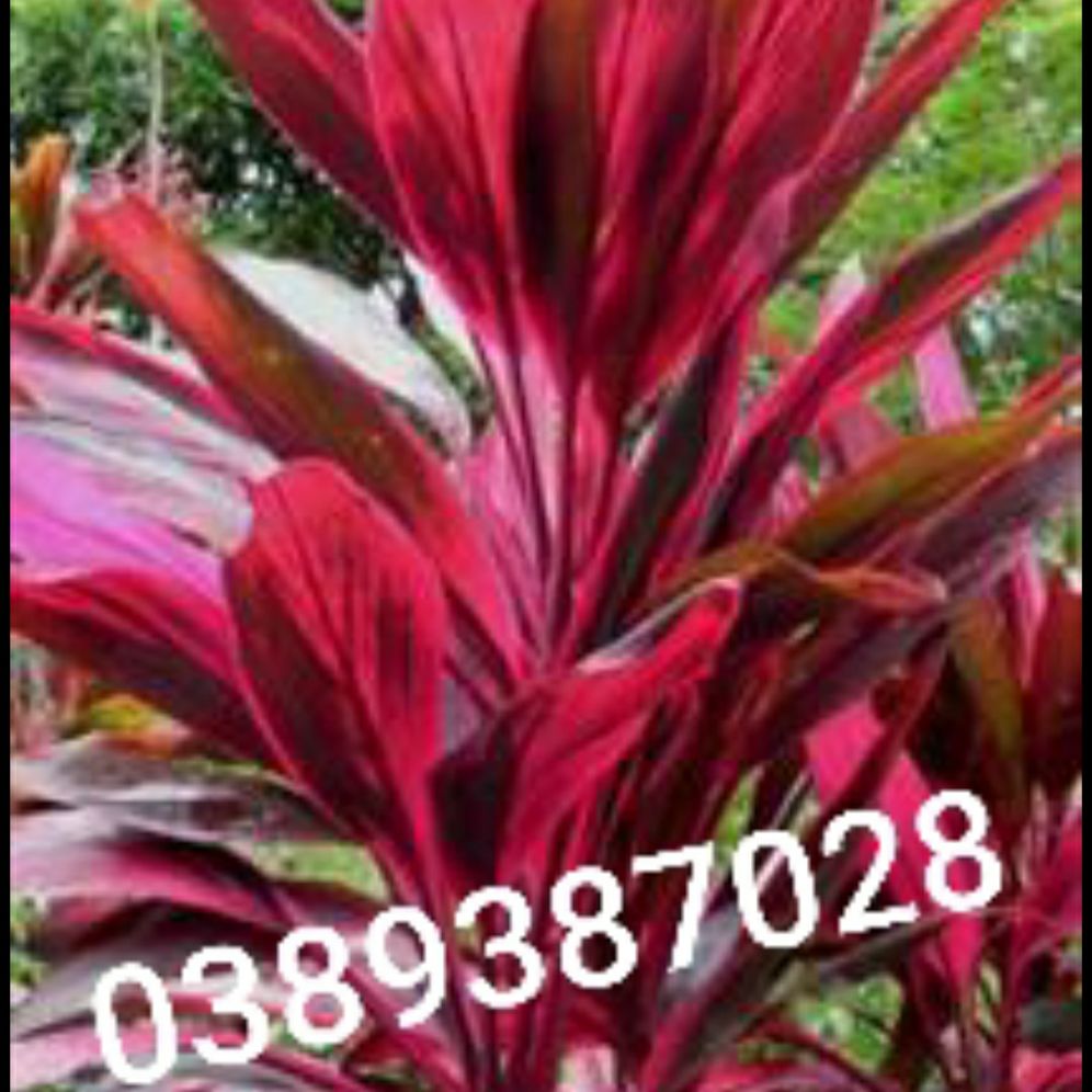 lá huyết dụ,1kg