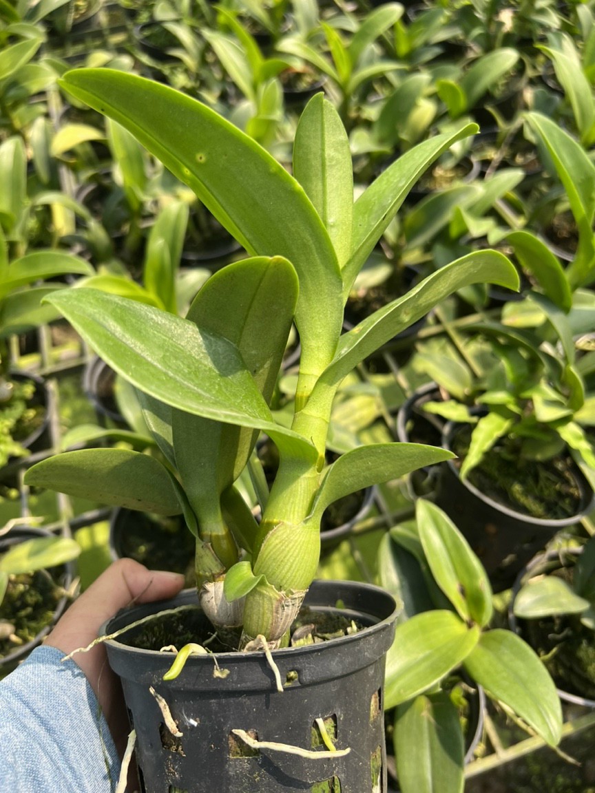 HOA LAN DENRO SING RỒNG ĐỎ
