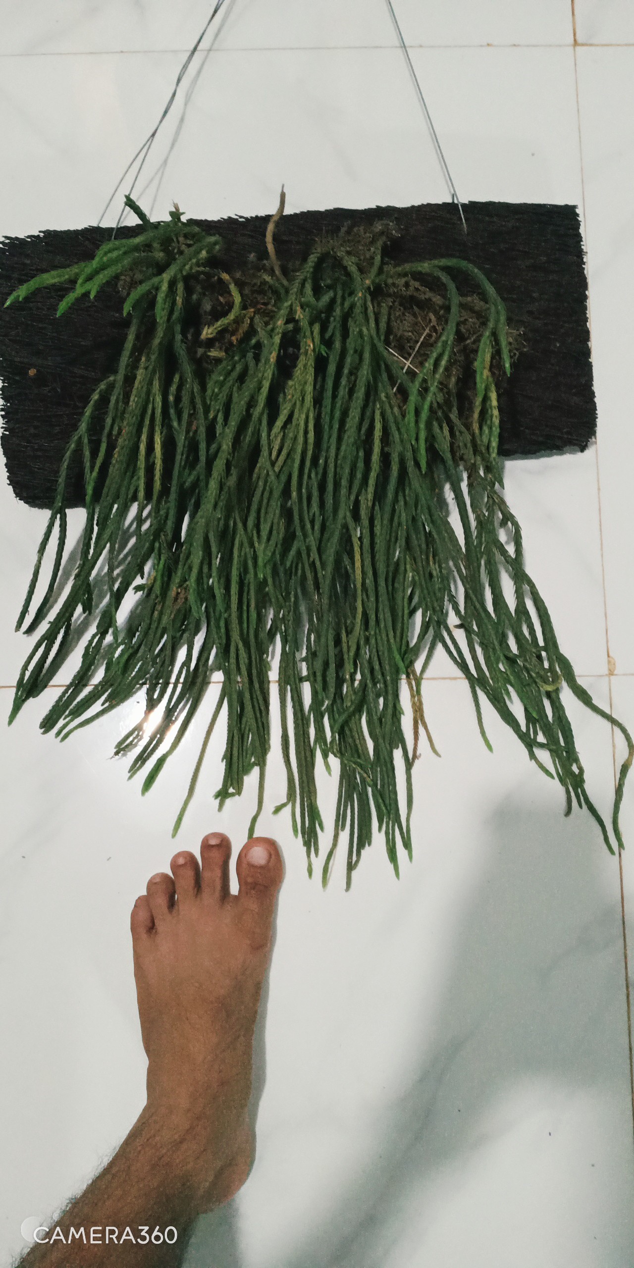 cây thông mượt