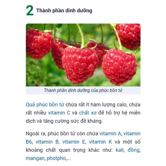 Chậu cây phúc bồn tử, mâm xôi đỏ, đen