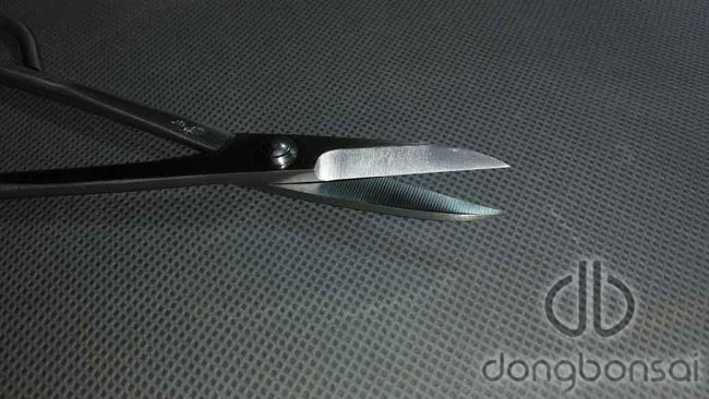 Kéo tỉa Ryuga RS-01