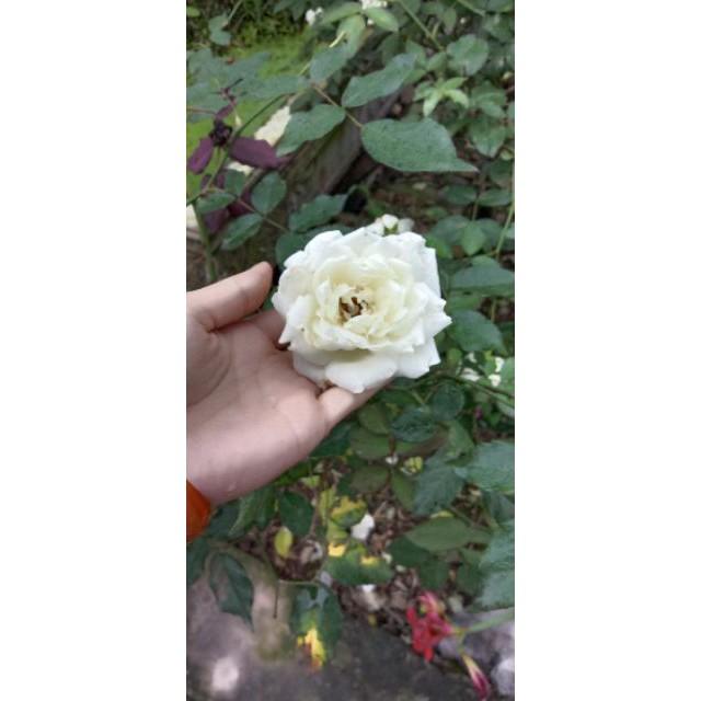 Hoa Hồng Bạch Cổ (Cây Đã Trồng Được 3 năm)