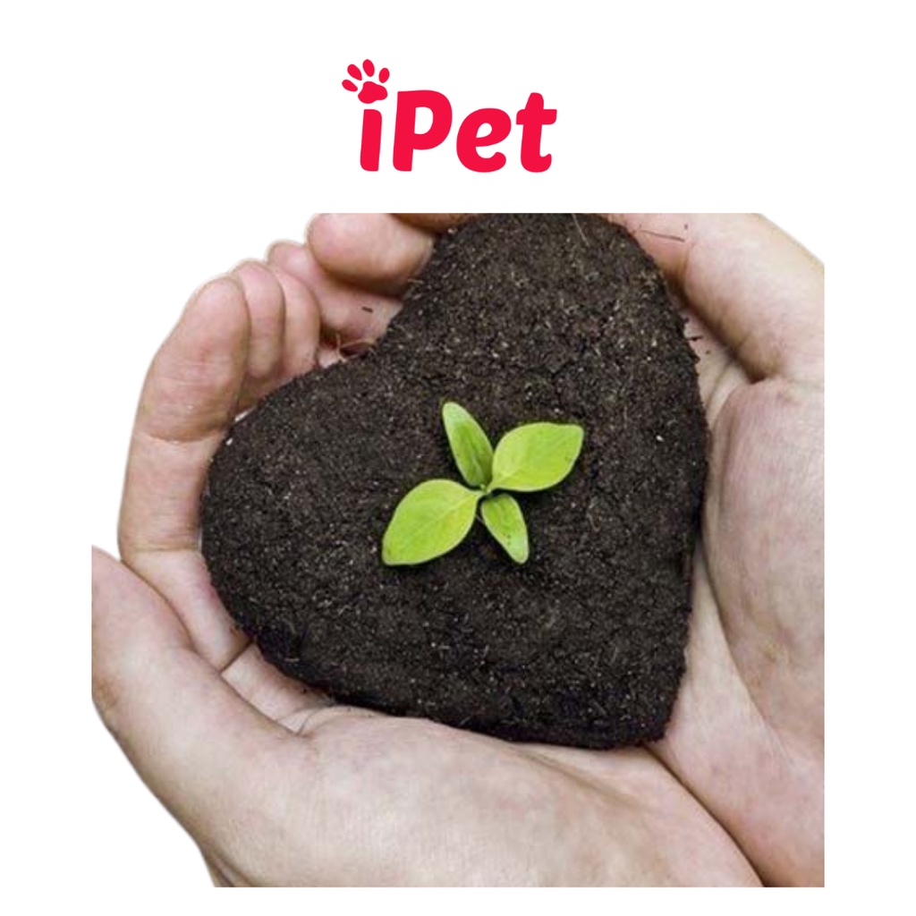 Hạt Giống Trồng Cỏ Mèo Giúp Khạc Búi Lông - iPet Shop