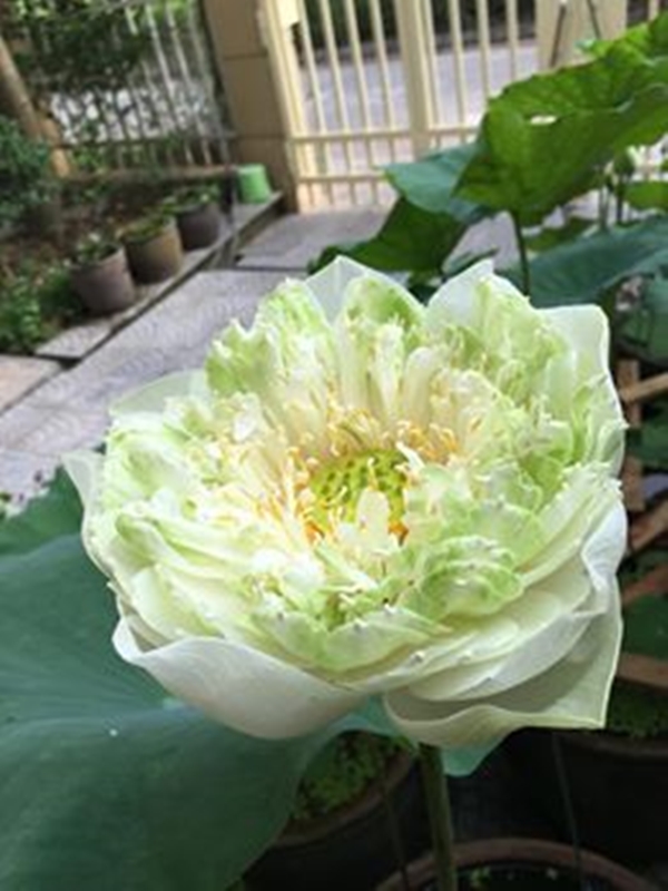 HẠT GIỐNG HOA SEN BÁCH DIỆP