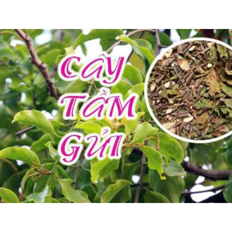 [Shop Mới] Tang ký sinh, Tầm gửi ( cây khế, cây bưởi )