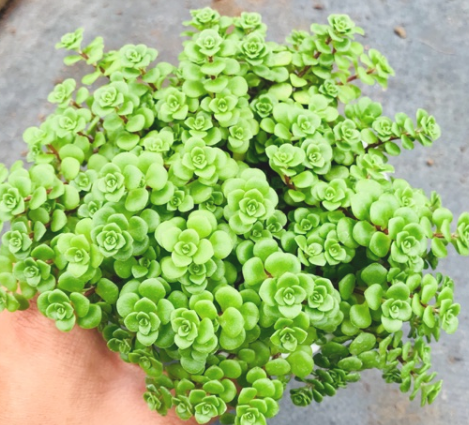 SEN ĐÁ SEDUM VẢY CÁ SIZE TRUNG BÌNH LỖI 1 ĐỔI 1