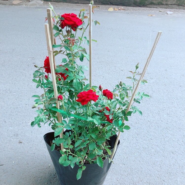 Bụi Hoa Hồng Siêu Nụ