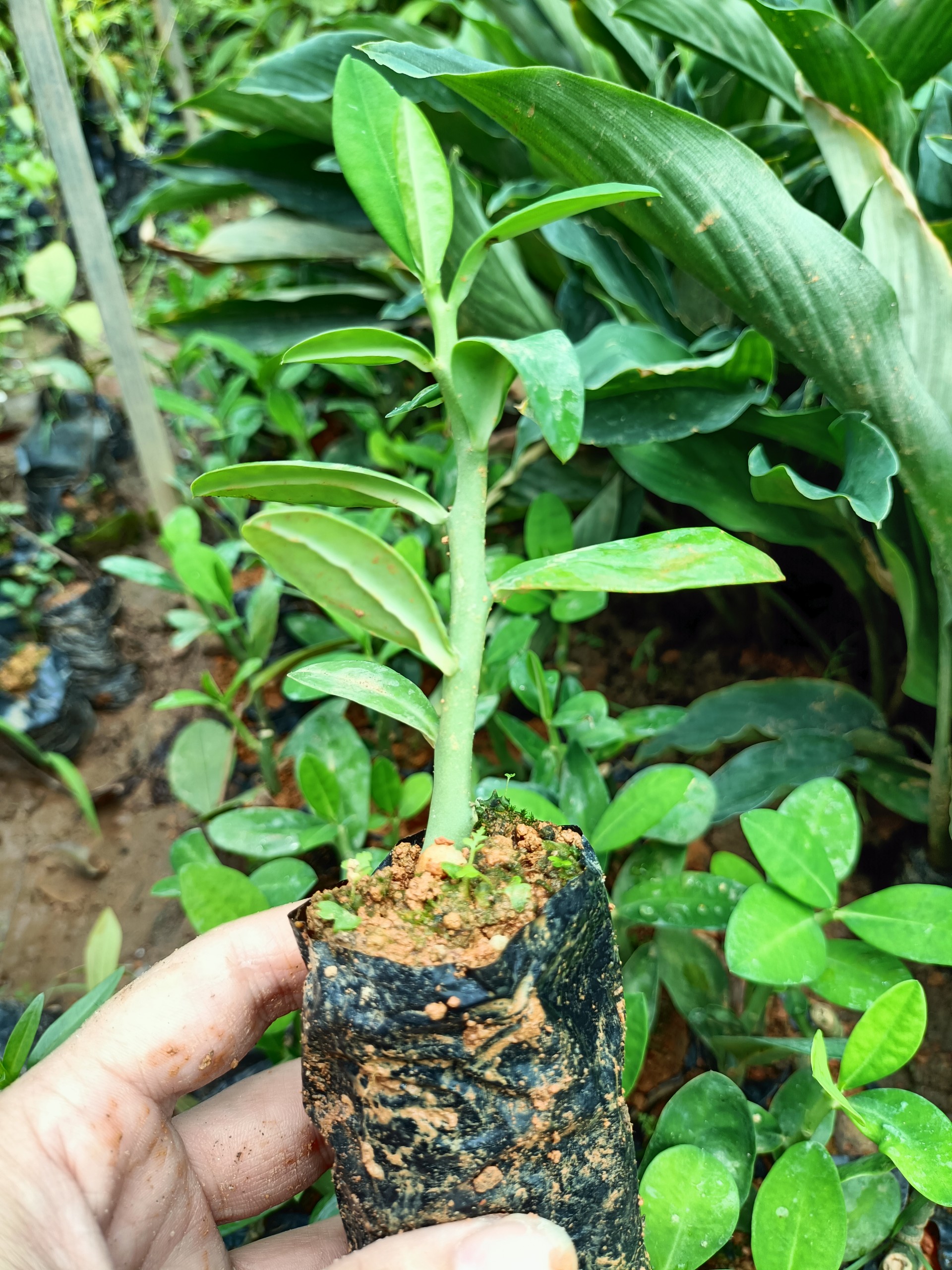 Cây giống thạch anh