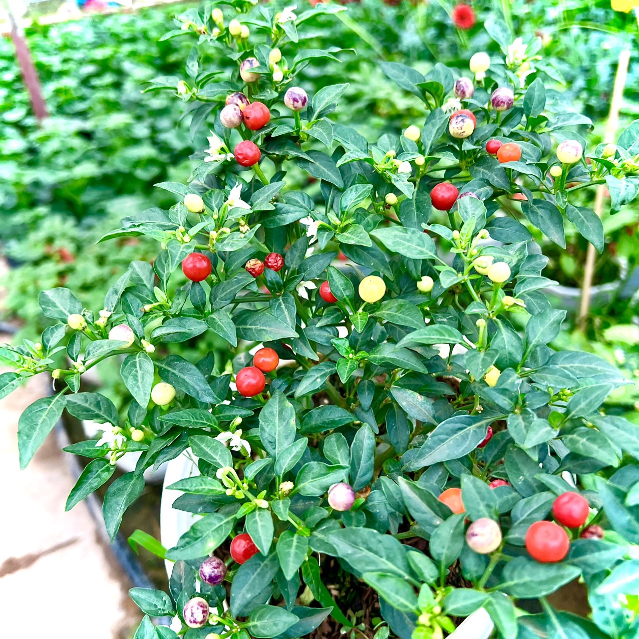 Cây ớt peru hạt tiêu đang quả siêu cay (ảnh thật)