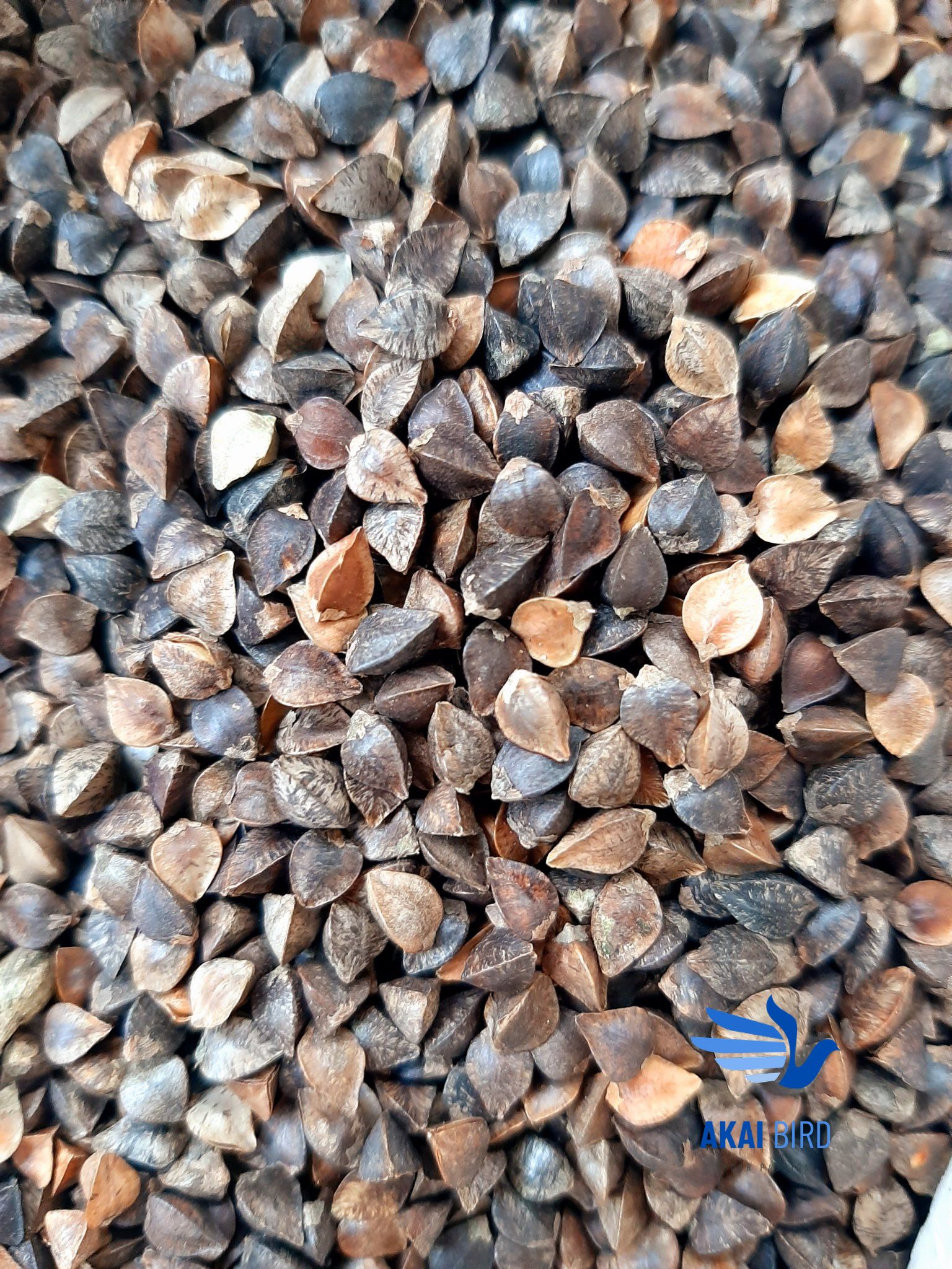 [1KG] Hạt Ba Khía (Hạt Kiều Mạch) Cho Vẹt, Hamster, Sóc...