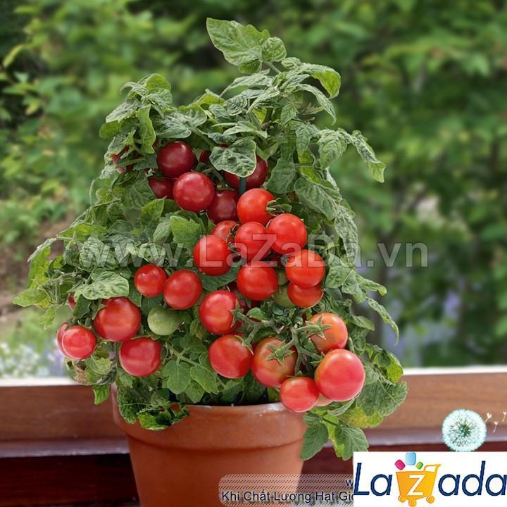 30h Hạt Giống Cà Chua Cherry Đỏ Lùn Trồng Chậu (A3.102| B41*W45*M003)