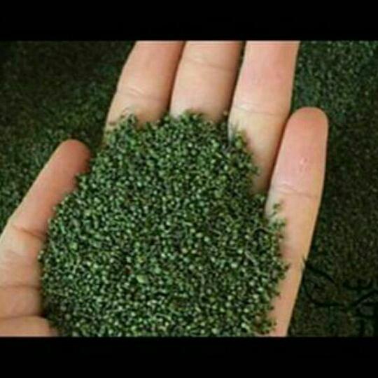 1kg nụ tấm tam thất bao tử