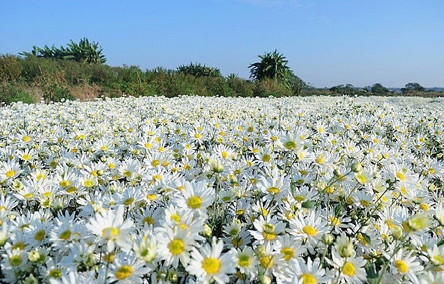 Hạt giống hoa cúc họa mi Thái Lan